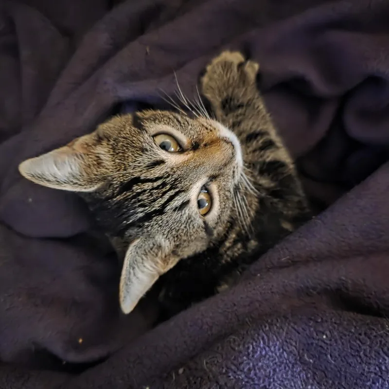 A baby small-sized male Brown / Chocolate Domestic Short Hair cat named McNugget for adoption in Harrisonburg, VA