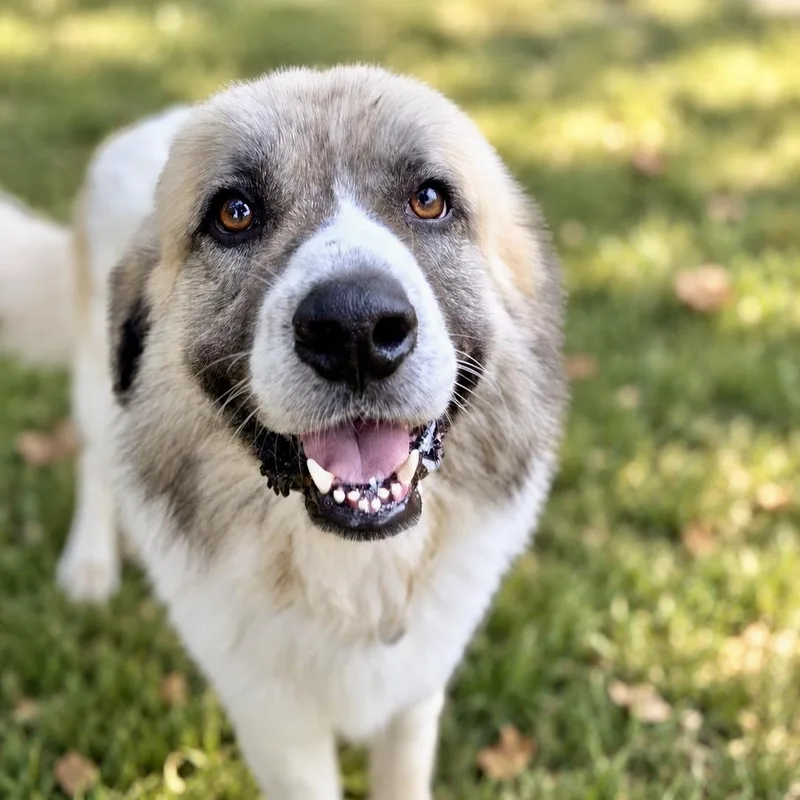 A young large-sized male Great Pyrenees dog named Lars for adoption in University Place, WA