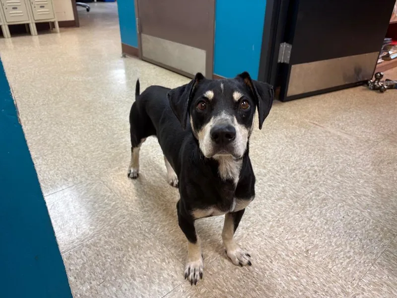 An adult medium-sized male Dachshund dog named Waylon for adoption in Nacogdoches, TX