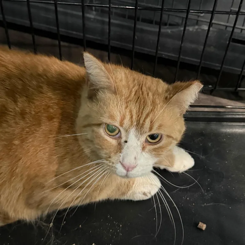 An adult medium-sized male Orange / Red Domestic Short Hair cat named Vester for adoption in Marion, VA