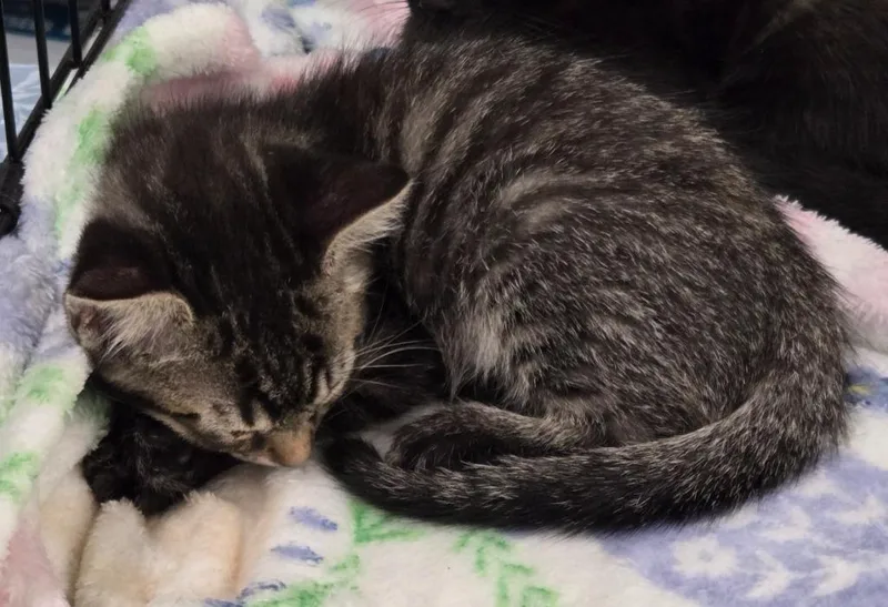 A baby medium-sized male Domestic Short Hair cat named Varoom for adoption in Evans, GA