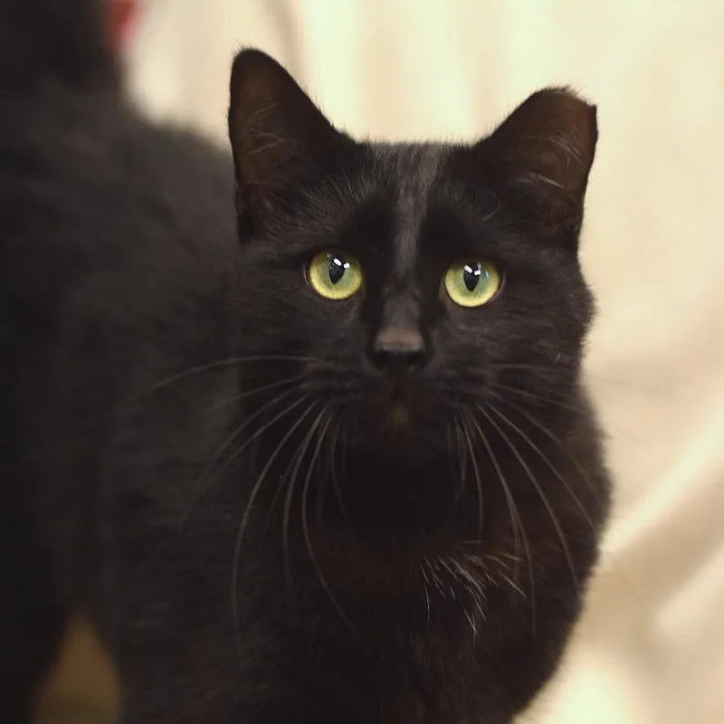 An adult medium-sized male Black Domestic Short Hair cat named Owala  Petsmart Belleville for adoption in Belleville, IL