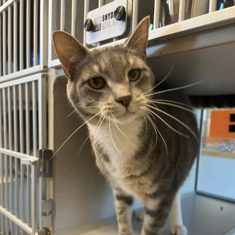 An adult extra large-sized male Gray / Blue / Silver Domestic Short Hair cat named Dipper for adoption in Cedar Rapids, IA