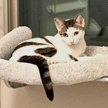 An adult small-sized female Gray / Blue / Silver Domestic Short Hair cat named Tinkerbell for adoption in Long Beach, CA
