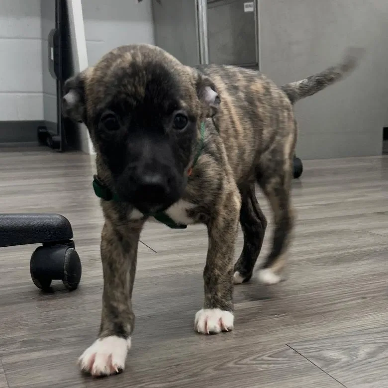 A baby small-sized female Cattle Dog dog named Sadie for adoption in Fairfax, VA