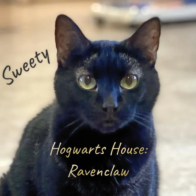 A senior large-sized female Black Domestic Short Hair cat named Sweetie for adoption in Berkeley Springs, WV