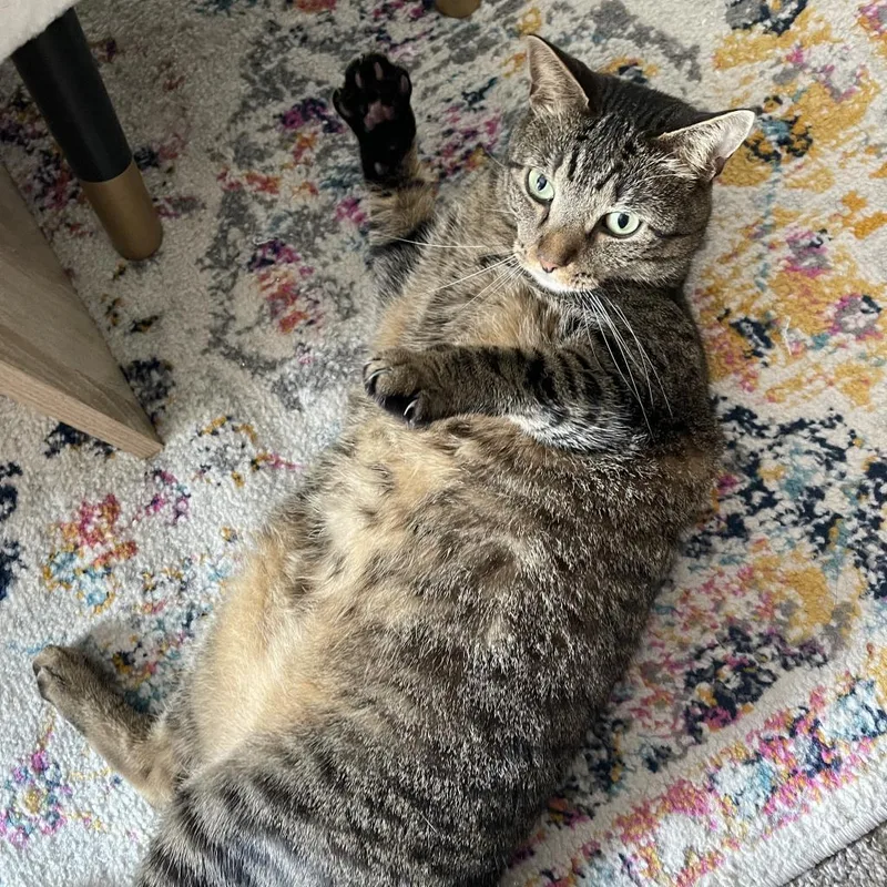 A senior large-sized male Brown / Chocolate Domestic Short Hair cat named Moonglow for adoption in Austin, TX