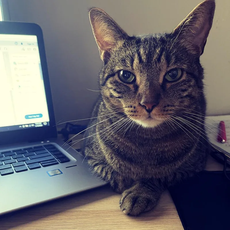 Moonglow thumbnail 2