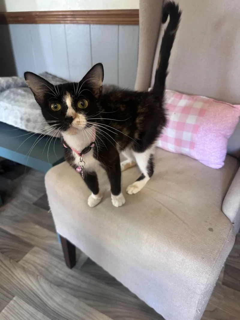 Kiki