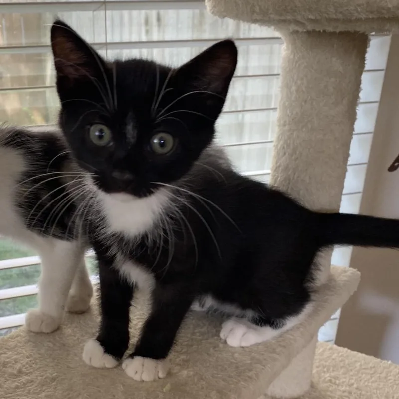 A baby small-sized male Black Domestic Short Hair cat named Judge A for adoption in SANTA ROSA BEACH, FL