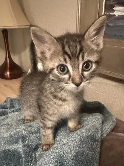 A baby small-sized female Domestic Short Hair cat named Sophie for adoption in Missoula, MT