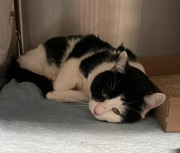 An adult medium-sized male Domestic Short Hair cat named Iced Blueberry Latte for adoption in Ridgewood, NY