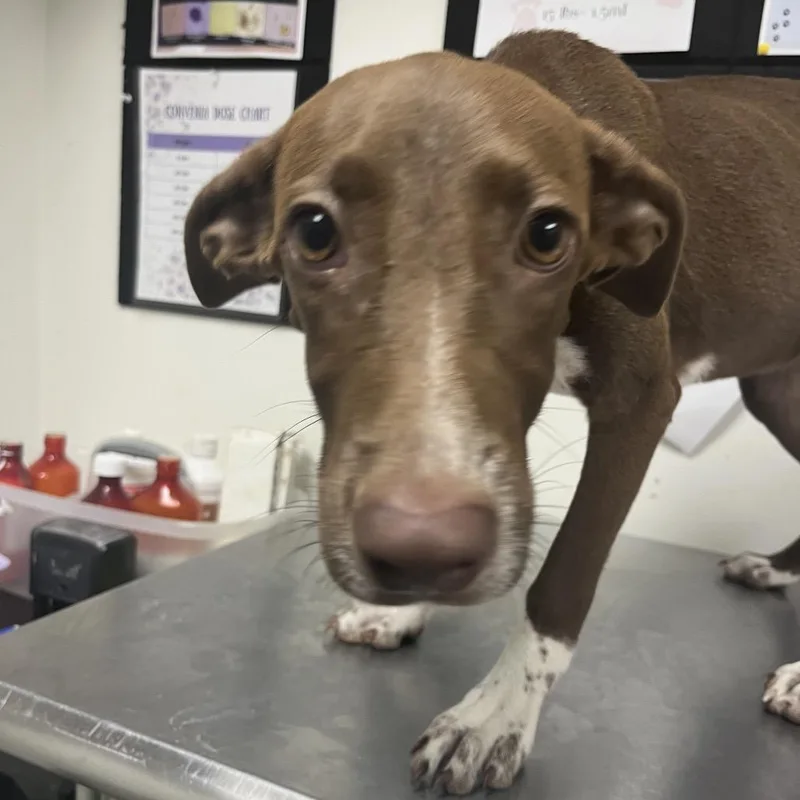 A young small-sized female Red / Chestnut / Orange German Shorthaired Pointer dog named Lillie for adoption in Birmingham, AL