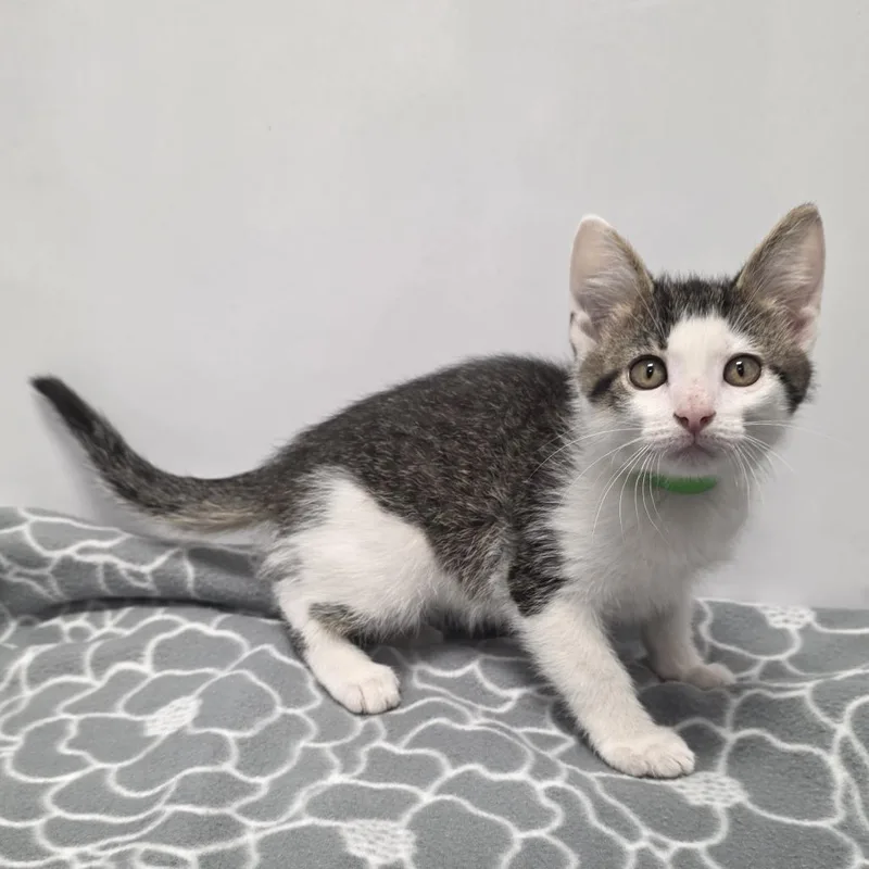 A baby small-sized male Gray / Blue / Silver Domestic Short Hair cat named Sweet Pea for adoption in Fort Wayne, IN