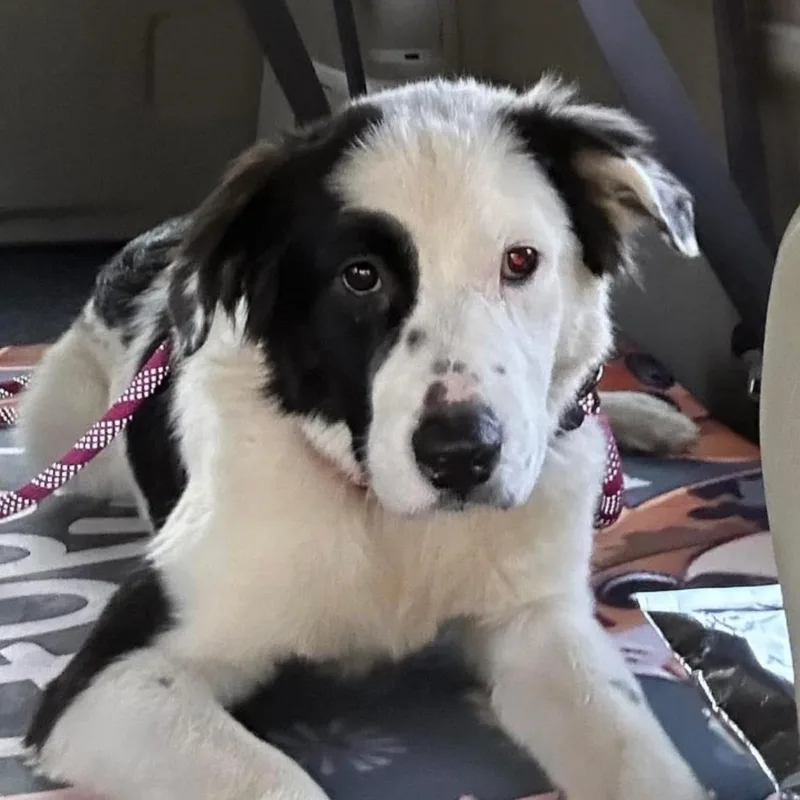 An adult medium-sized female Black Great Pyrenees dog named Darla for adoption in Bloomfield, CT