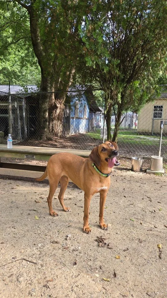 An adult large-sized female Coonhound dog named Delilah for adoption in Hampton, VA