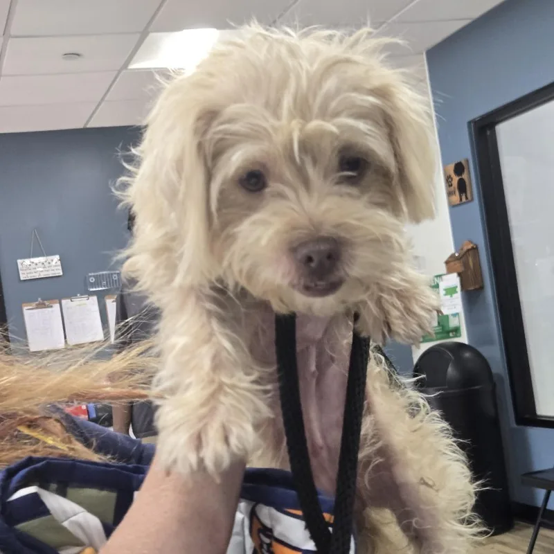 A baby small-sized female Shih Tzu dog named Maggie for adoption in Newark, NJ