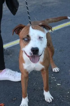 An adult large-sized male Brown / Chocolate Pit Bull Terrier dog named Cider for adoption in El Paso, TX