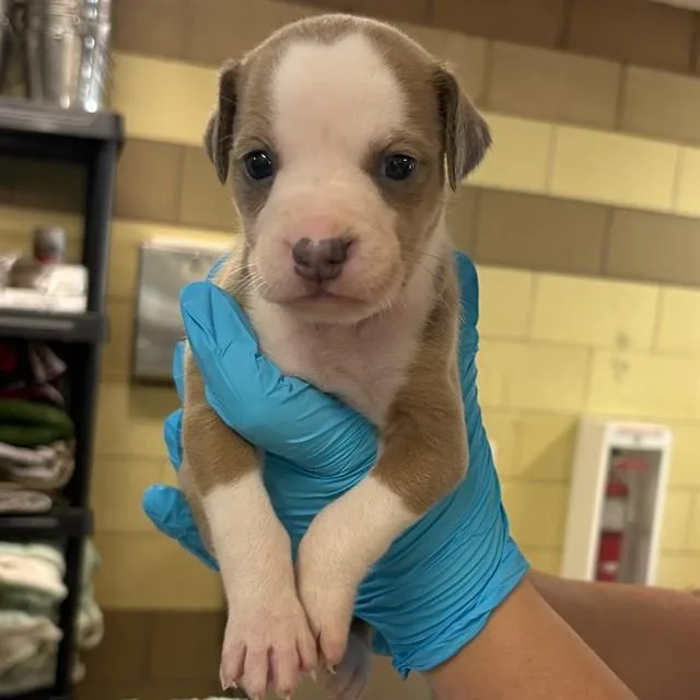 A baby small-sized female German Shepherd Dog dog named Hera for adoption in Riverside, CA