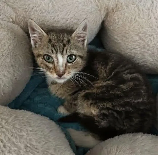 A baby medium-sized male Tabby (Brown / Chocolate) Domestic Short Hair cat named Sashi for adoption in Ozone Park, NY