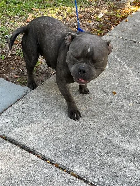 Onyx
