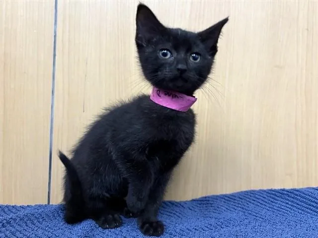 A baby small-sized female Domestic Short Hair cat named Tiri for adoption in Saint Louis, MO