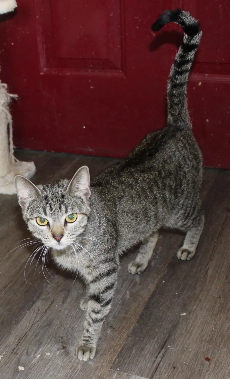 An adult medium-sized female Brown / Chocolate Domestic Short Hair cat named Tonya for adoption in Huron, SD