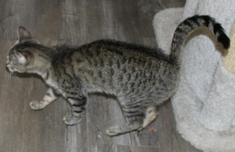 Tonya thumbnail 2