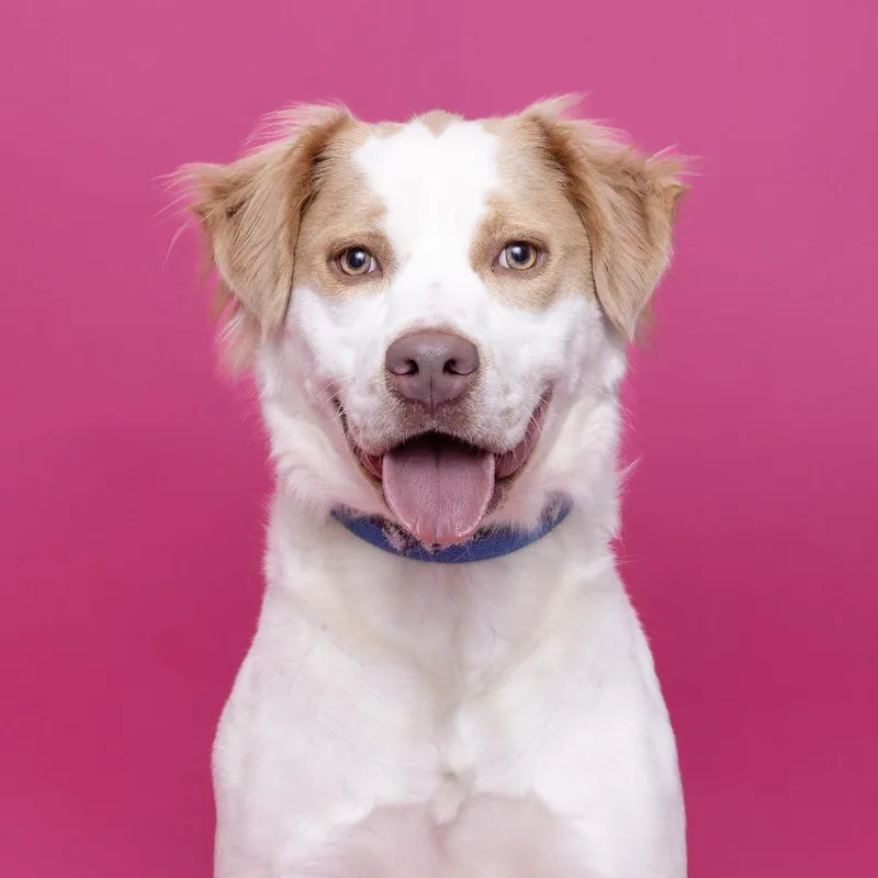 An adult large-sized male White / Cream Mixed Breed dog named Buddy for adoption in Franklin, TN