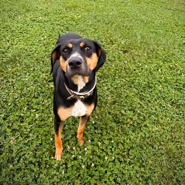 A young large-sized female Mixed Breed dog named Flossie for adoption in Greensburg, IN
