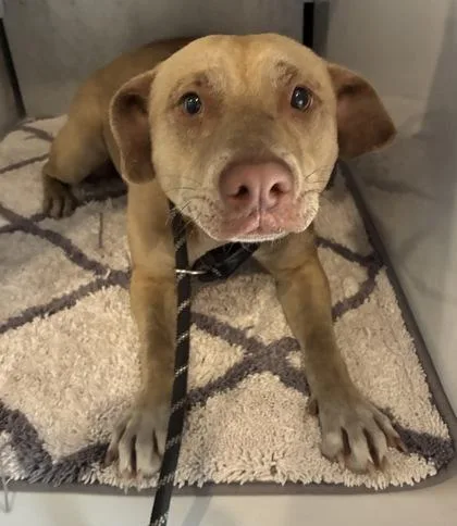 An adult medium-sized female Catahoula Leopard Dog dog named Nala for adoption in Gainesville, FL
