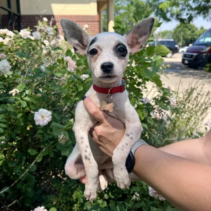 A baby small-sized female Black Chihuahua dog named Cowrie for adoption in Fort Collins, CO