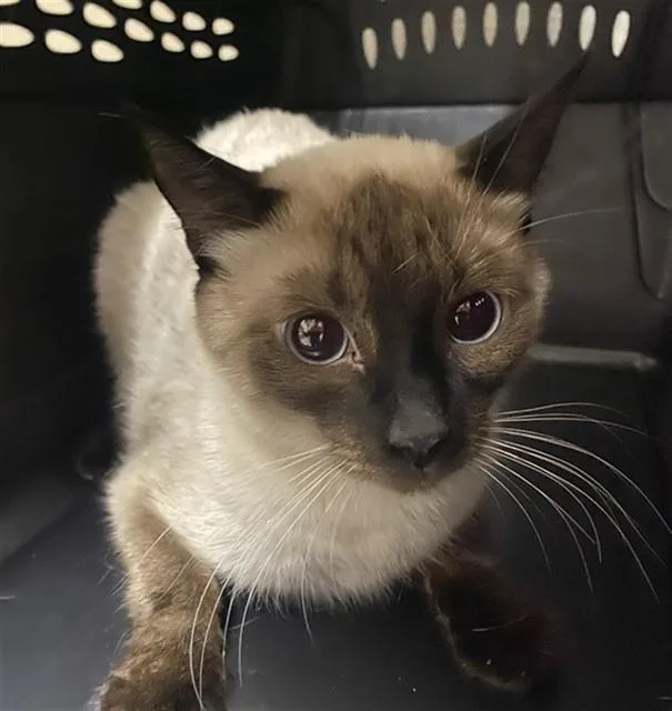 A young large-sized female Siamese cat named Emily for adoption in Santa Maria, CA
