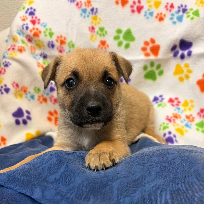 A baby medium-sized female Shepherd dog named Tawnie for adoption in Clinton, SC