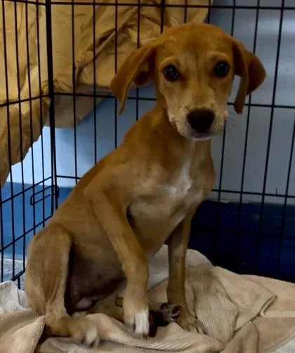 A baby small-sized female Brown / Chocolate Mixed Breed dog named Doe for adoption in Charleston, SC