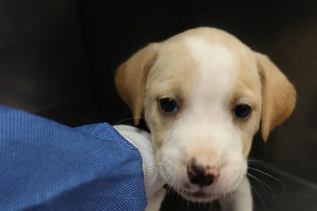 A baby small-sized female Mixed Breed dog named Zinnia for adoption in Columbia, SC