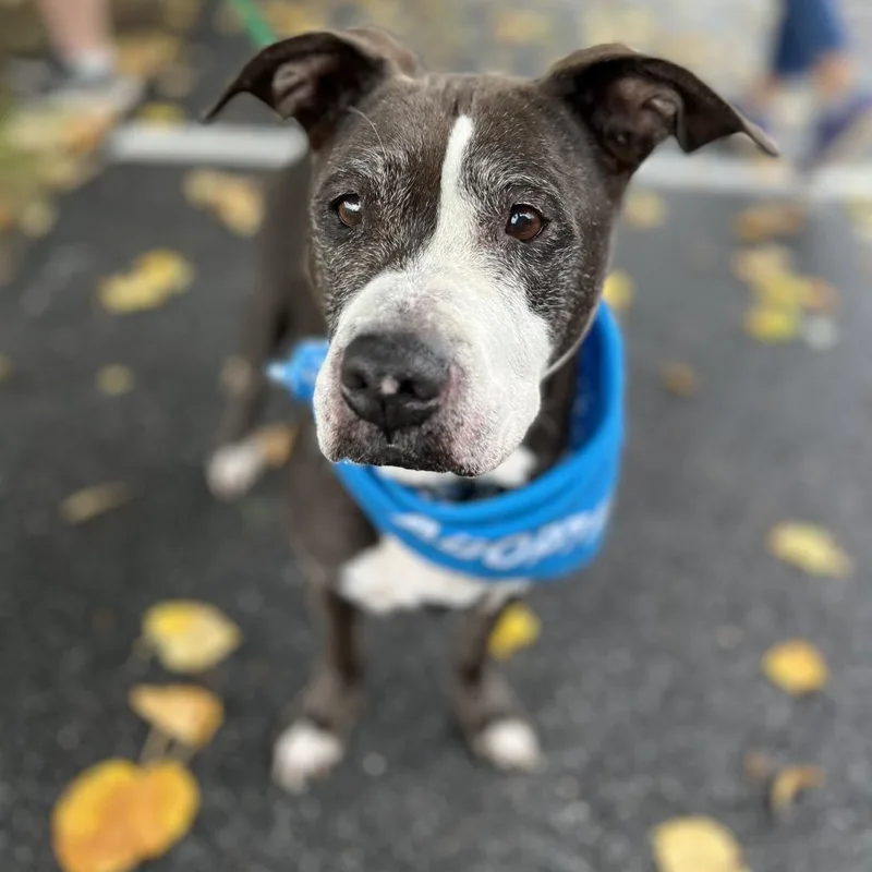 A senior medium-sized female Brindle Pit Bull Terrier dog named Diggy for adoption in Parkton, MD