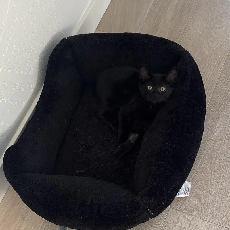 A baby small-sized male Black Domestic Short Hair cat named Diesel for adoption in Talent, OR