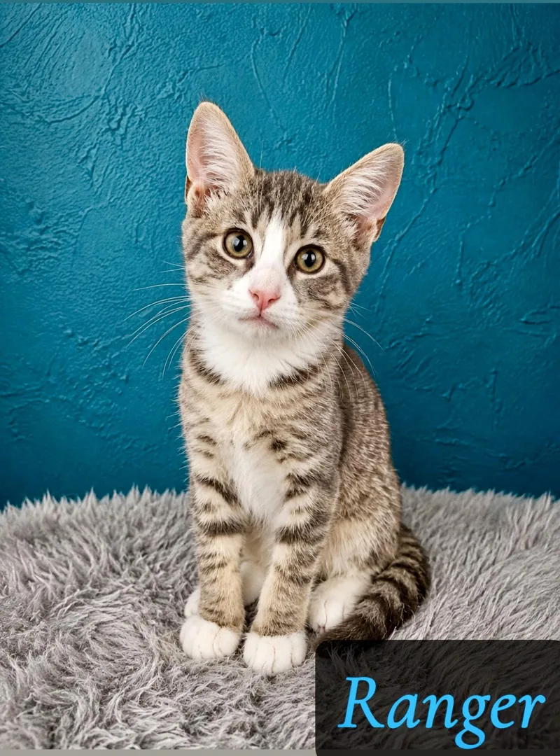 A baby medium-sized male Gray & White Domestic Short Hair cat named Ranger for adoption in Englewood, FL