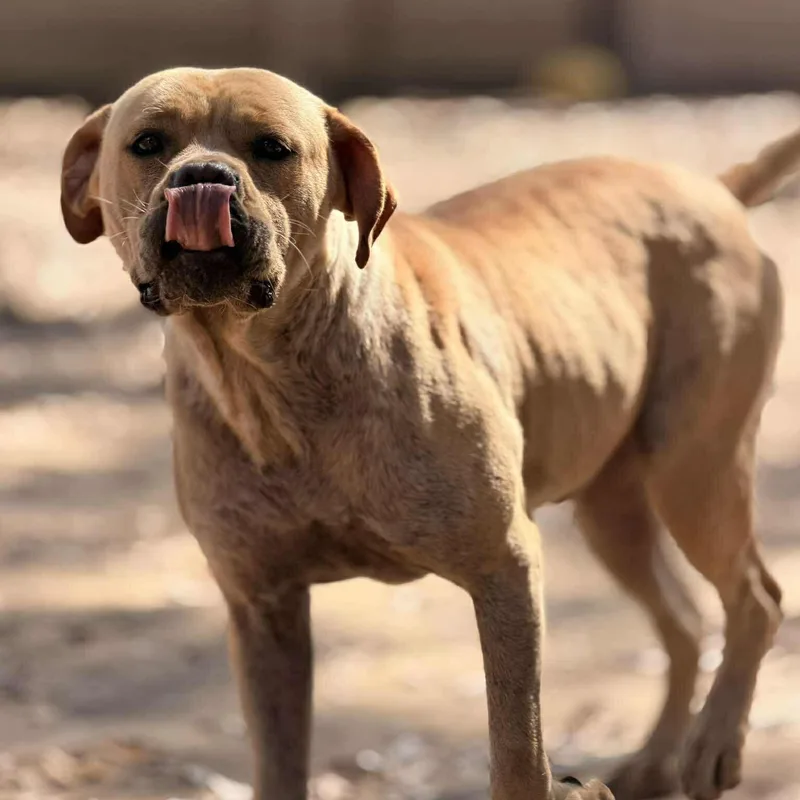 An adult large-sized male Pit Bull Terrier dog named Roscoe for adoption in Houston, TX