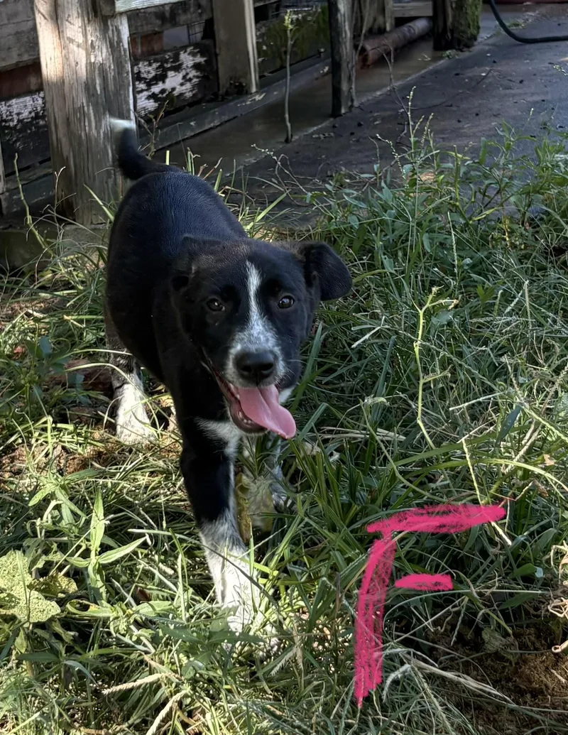 A baby medium-sized female Black Australian Cattle Dog / Blue Heeler named Ari for adoption in Moyock, NC