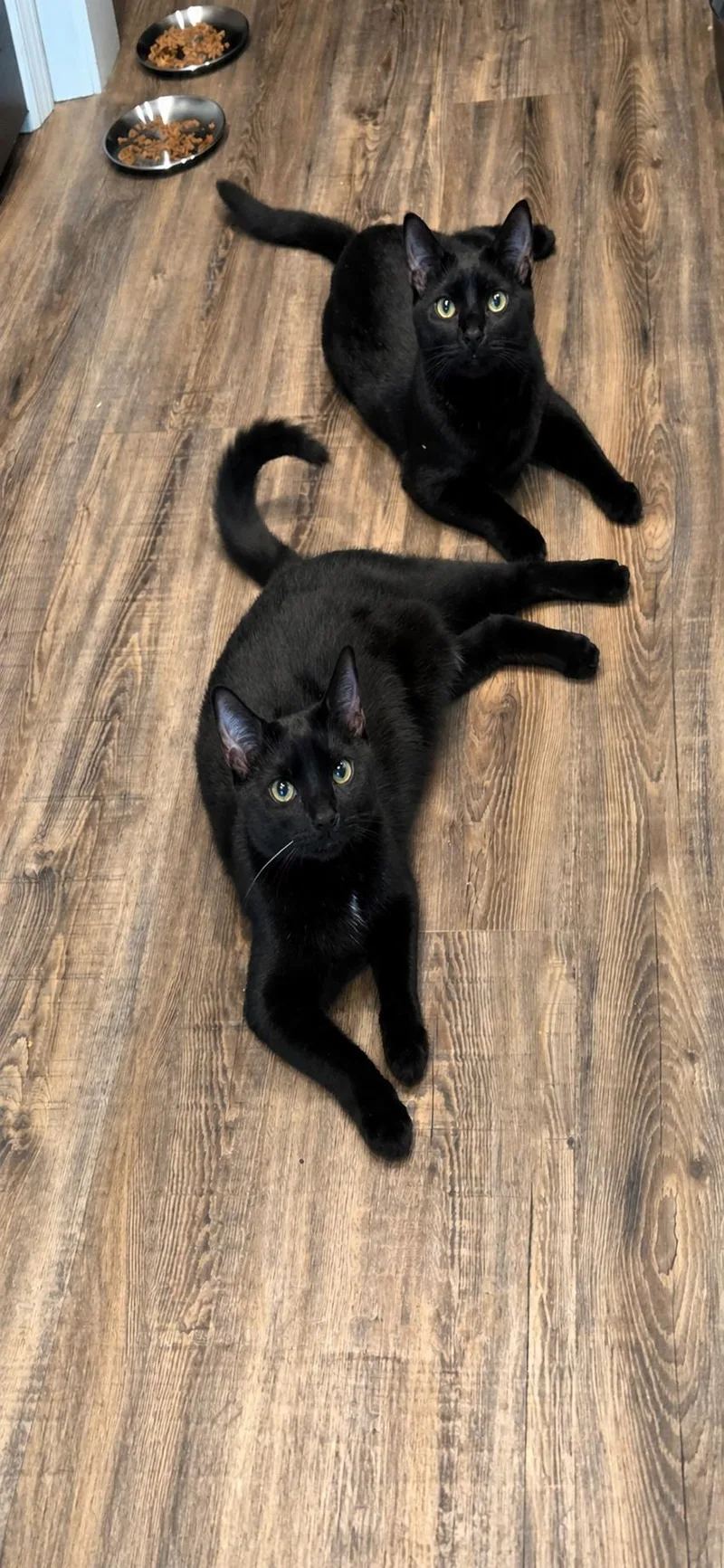 A young medium-sized female Black Domestic Short Hair cat named Chloe And Lucy for adoption in warrenville, SC