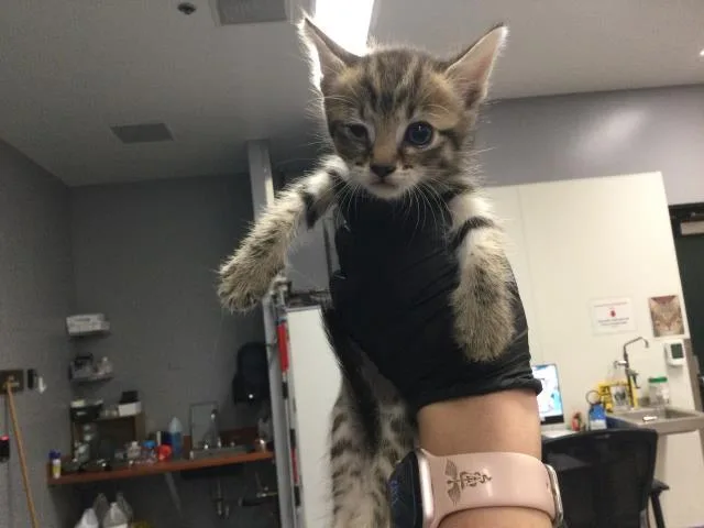 A baby small-sized female Domestic Short Hair cat named Valley for adoption in Thousand Palms, CA