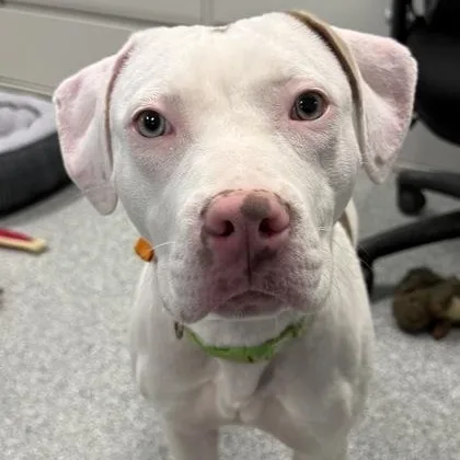 A baby medium-sized female White / Cream Pit Bull Terrier dog named Squirt for adoption in Tinley Park, IL