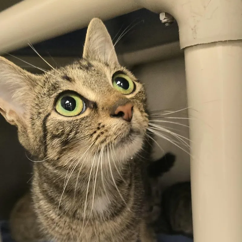 A young medium-sized female Tabby (Buff / Tan / Fawn) Domestic Short Hair cat named Serena for adoption in Orange, VA