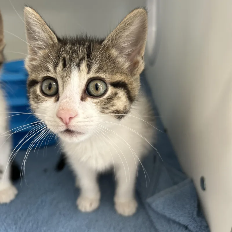 A baby medium-sized female Tabby (Brown / Chocolate) Domestic Short Hair cat named Hart Of for adoption in La Grange Park, IL