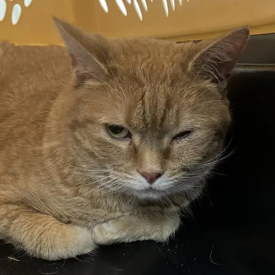 An adult large-sized female Domestic Short Hair cat named Daisy for adoption in DeKalb, IL