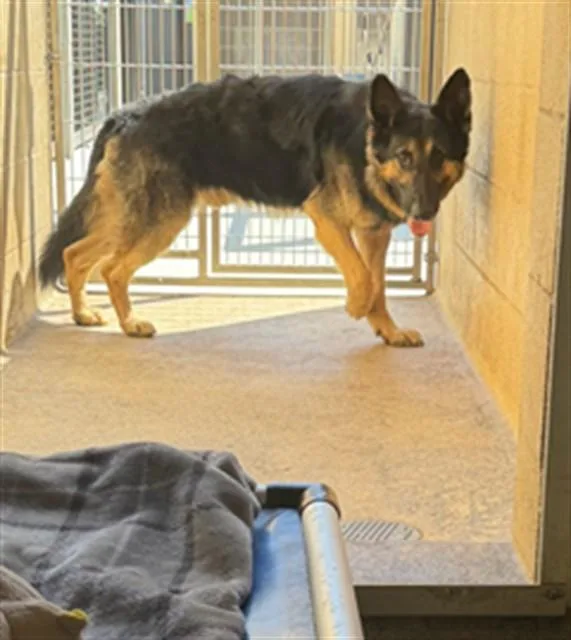 An adult large-sized male German Shepherd Dog dog named Samson for adoption in San Luis Obispo, CA