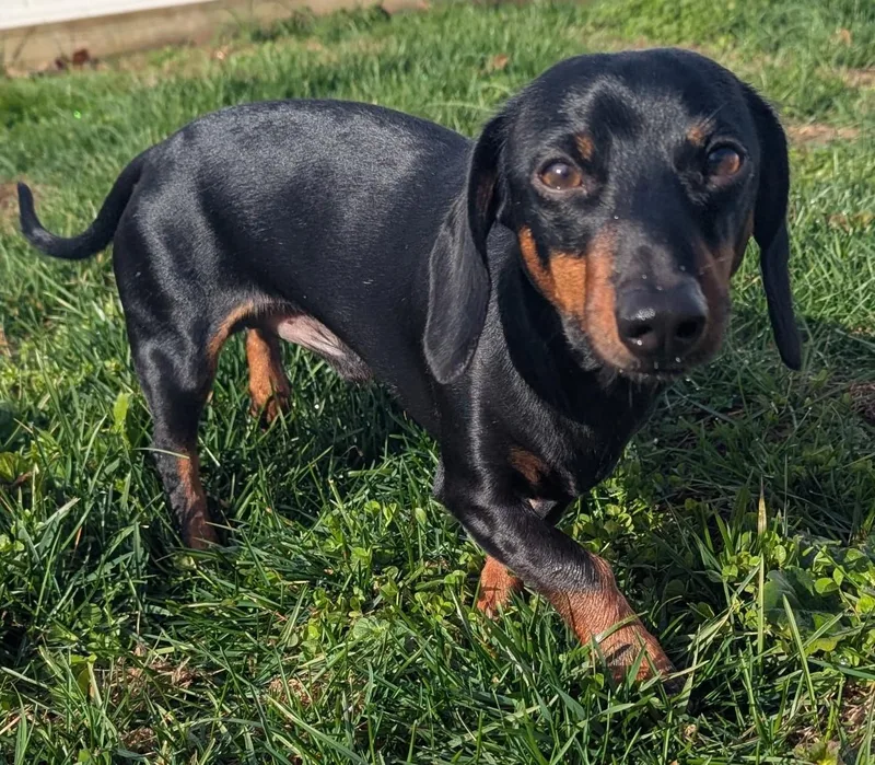 Ollie In Nc thumbnail 3