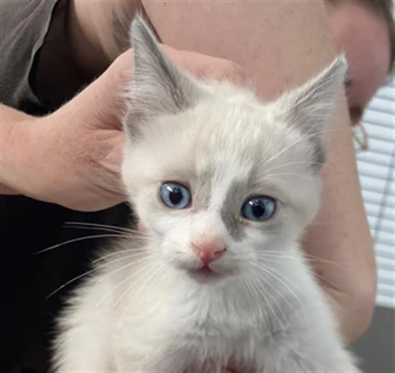 A baby medium-sized male Domestic Short Hair cat named Zeus for adoption in Dallas, TX
